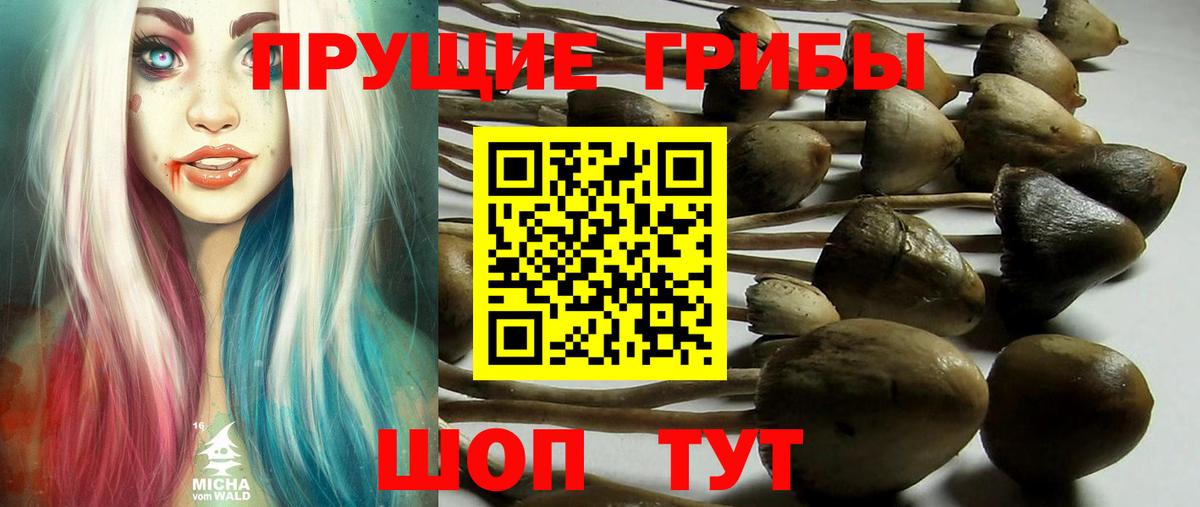 Галлюциногенные грибы Psilocybe Крымск